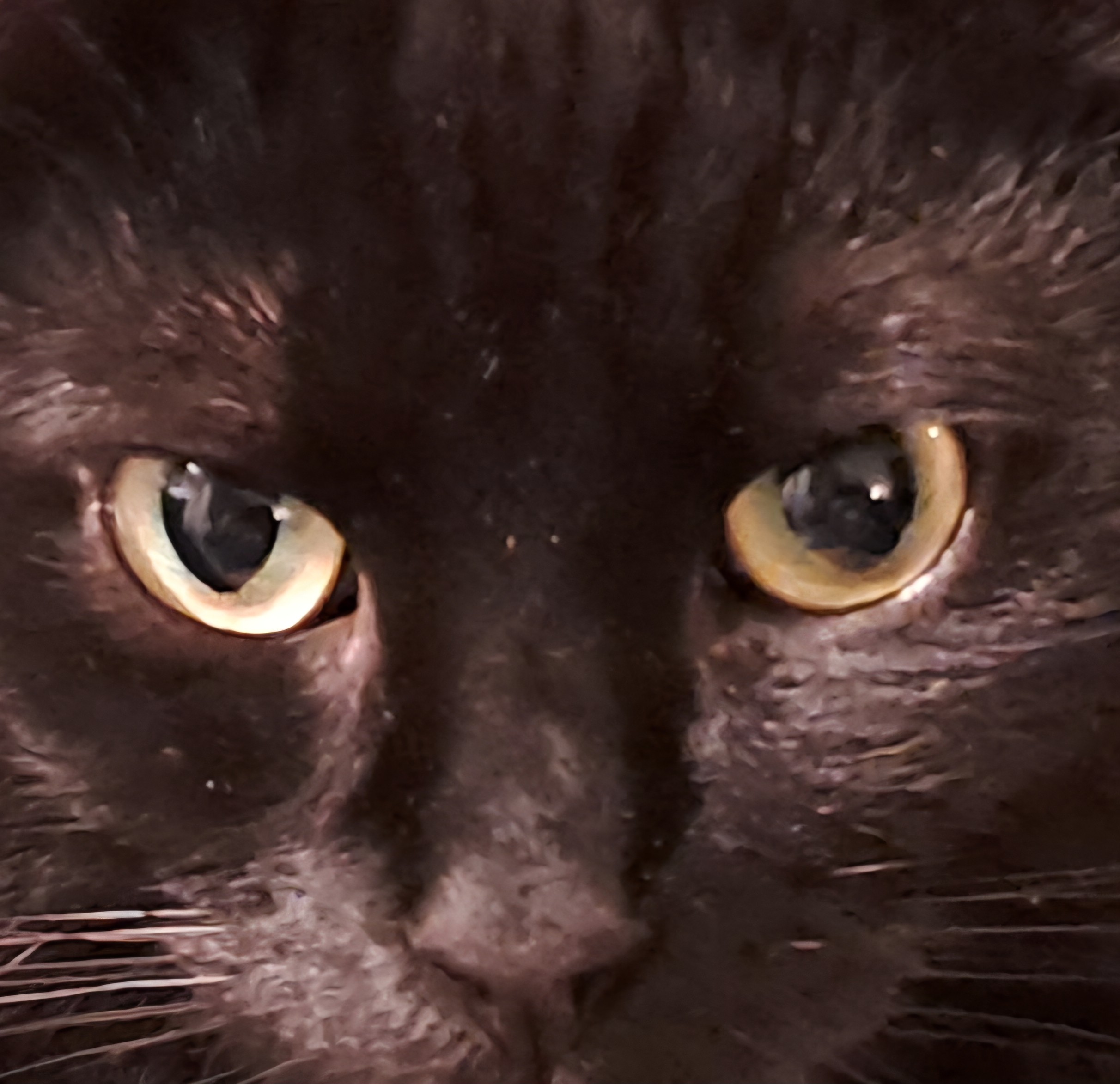 Katezn halten Blickkontakt